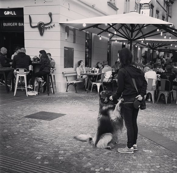 Schermata 2017-10-13 alle 10.51.28.png